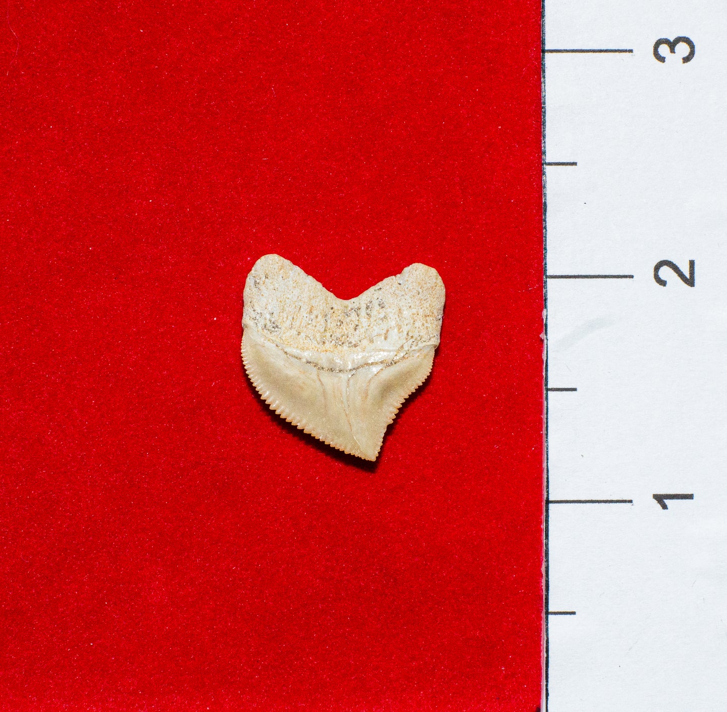 Moroccan Crow Shark Tooth (Item #15)