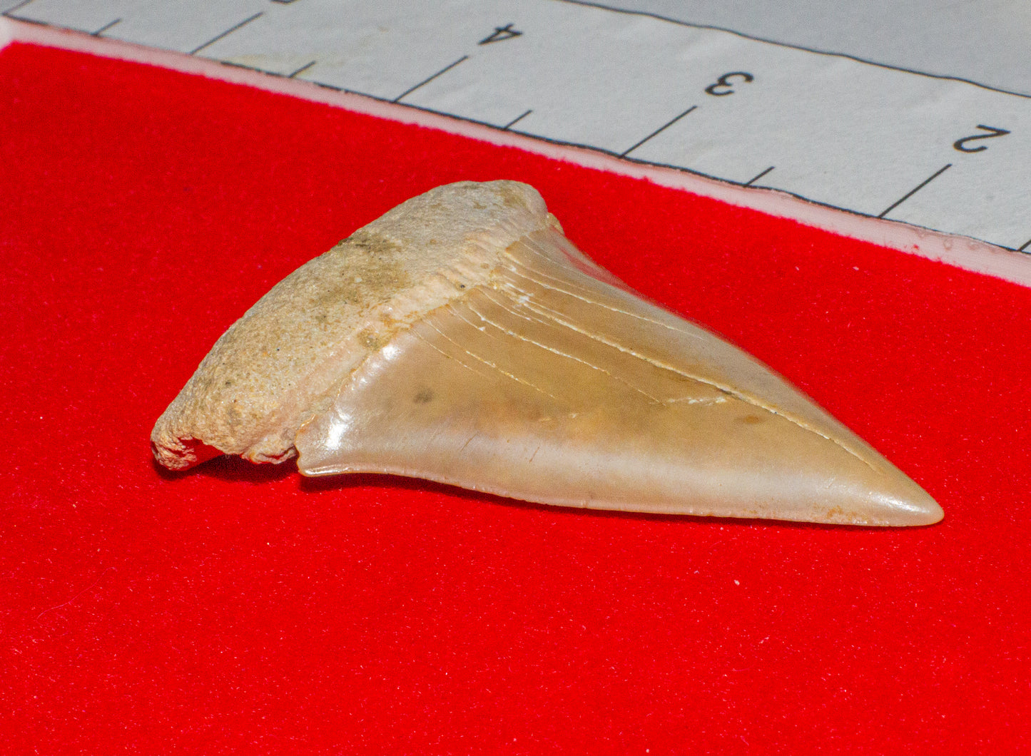 Large North Carolina Hastalis (Item #18)