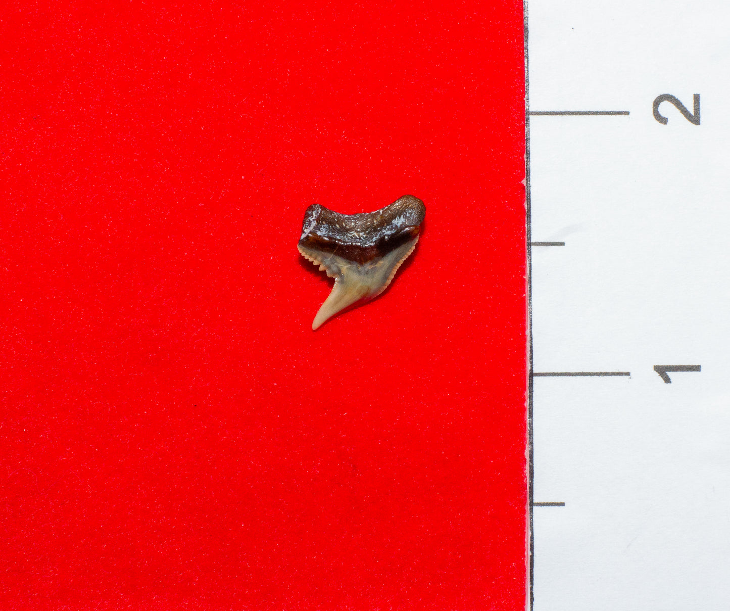 Bone Valley Florida Physogaleus Tooth (Item #11)