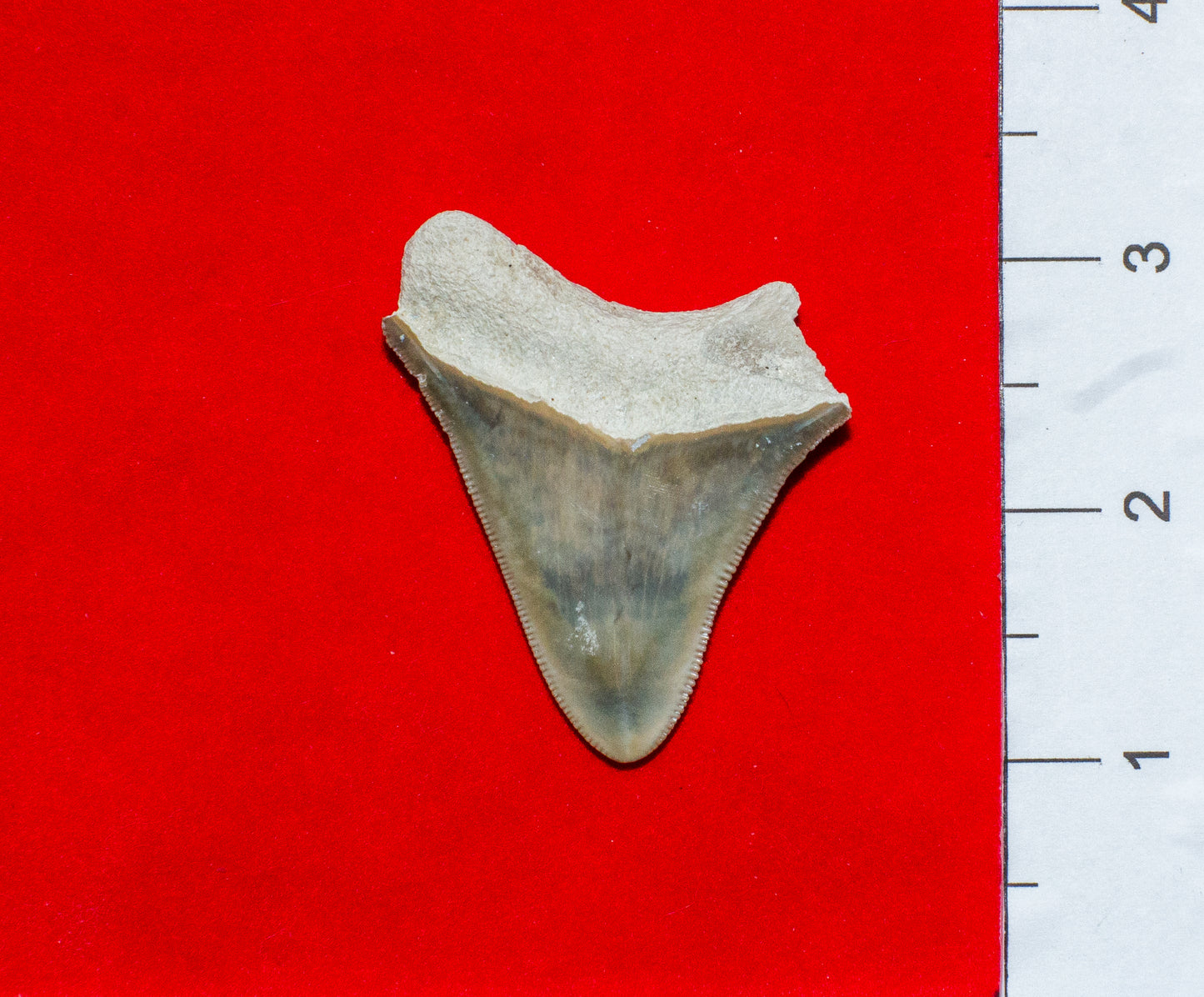 Bone Valley Megalodon Tooth (Item #1)