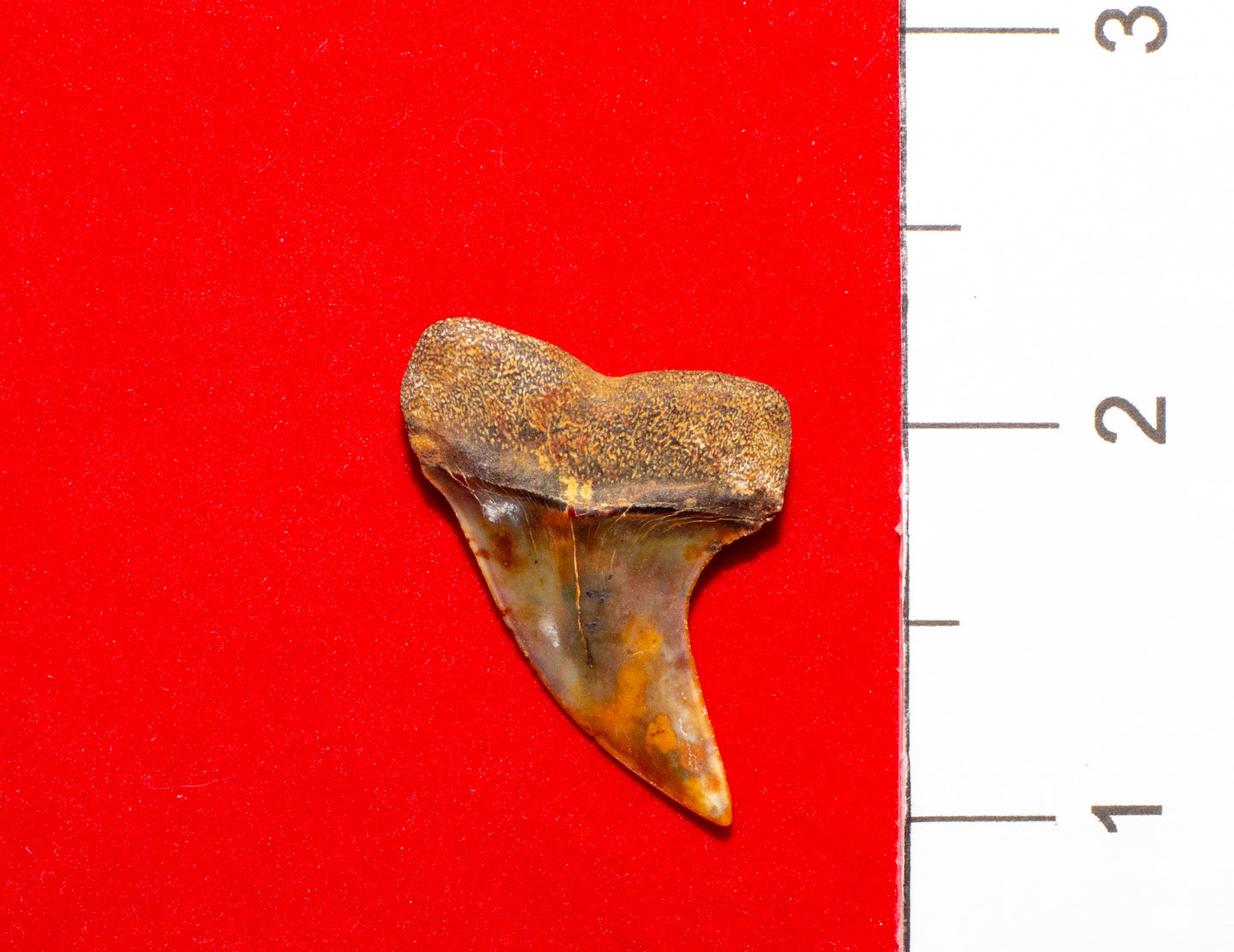 Bakersfield California Hastalis (Item #16)