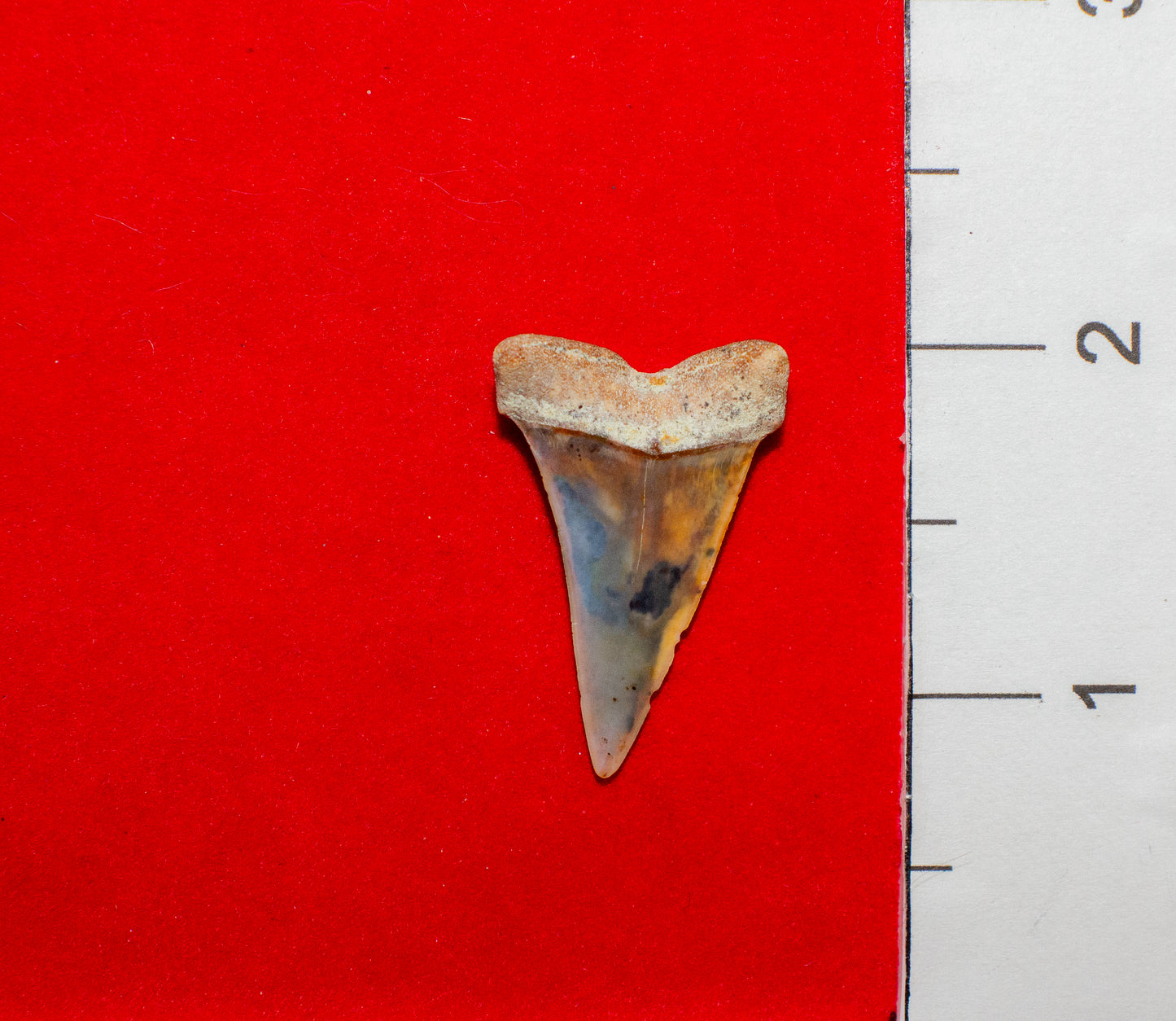 Bakersfield California Hastalis (Item #21)