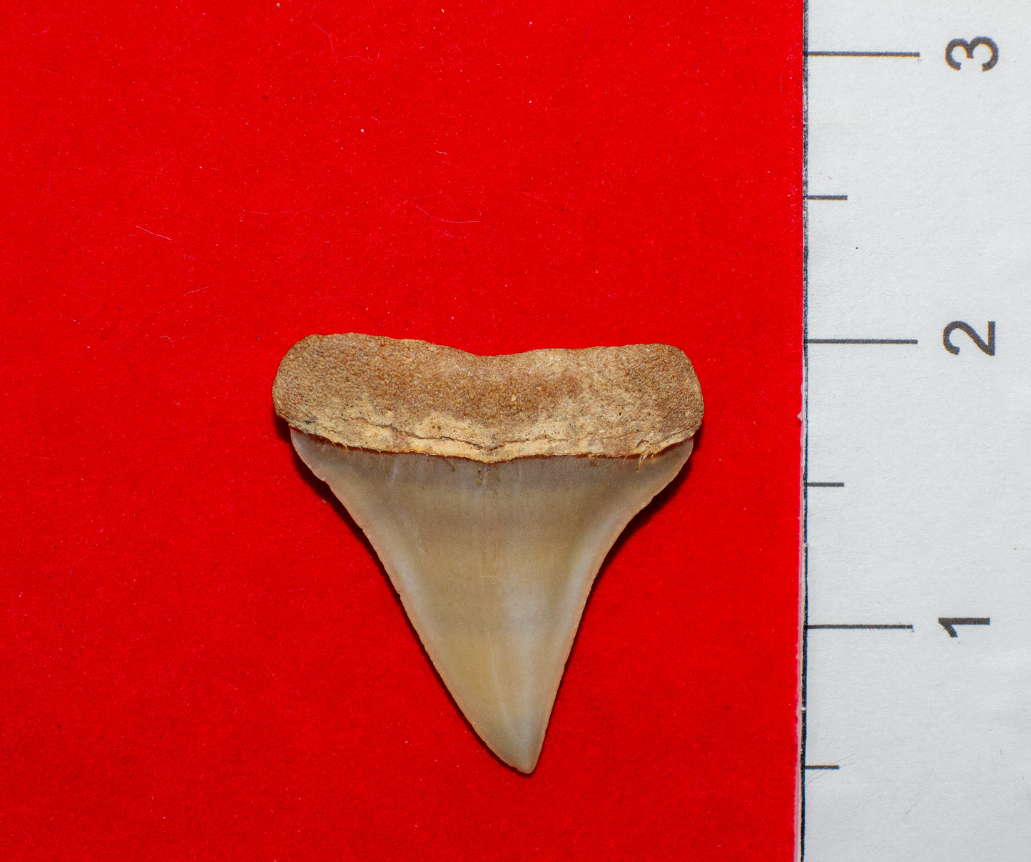 Summerville South Carolina Hastalis (Item #27)