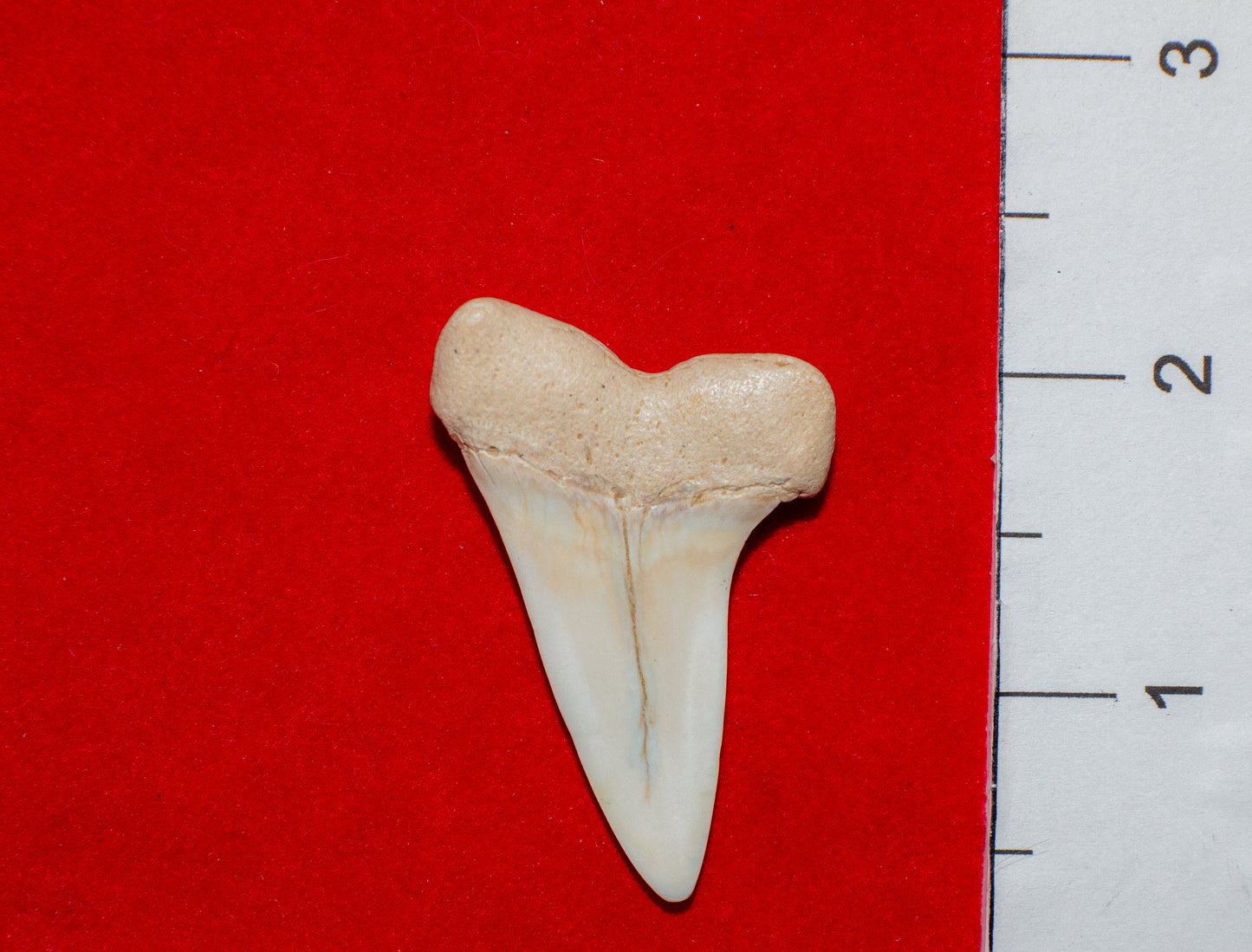 Summerville South Carolina Mako (Item #23)