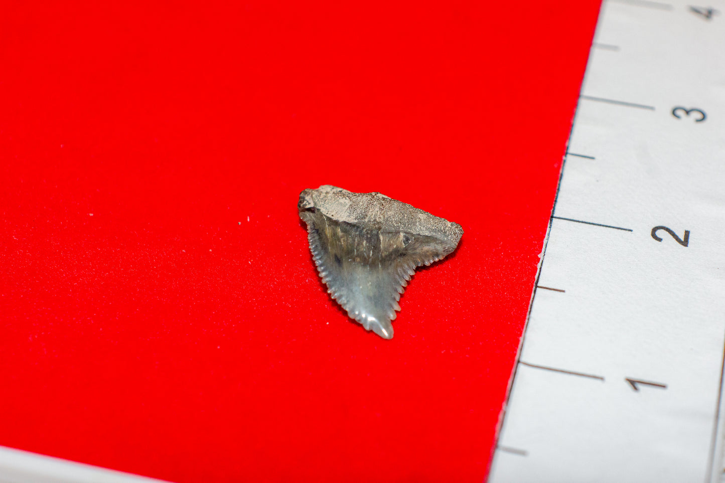 Mulberry Florida Hemipristis Tooth (Item #19)