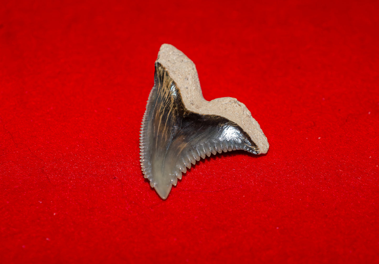 Bone Valley Florida Hemipristis Tooth (Item #28)