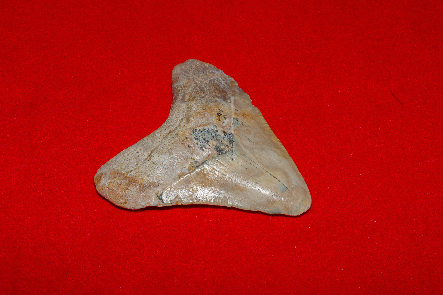 Summerville South Carolina Megalodon - 2 Inches