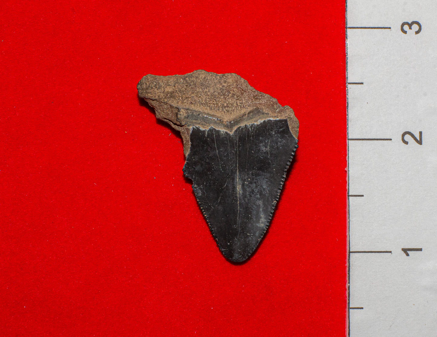 Mulberry Florida Megalodon - 1.8