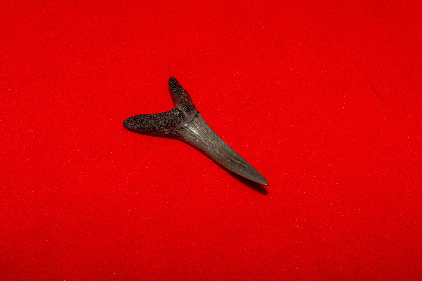 Venice Florida Sand Tiger - 1.5 Inches