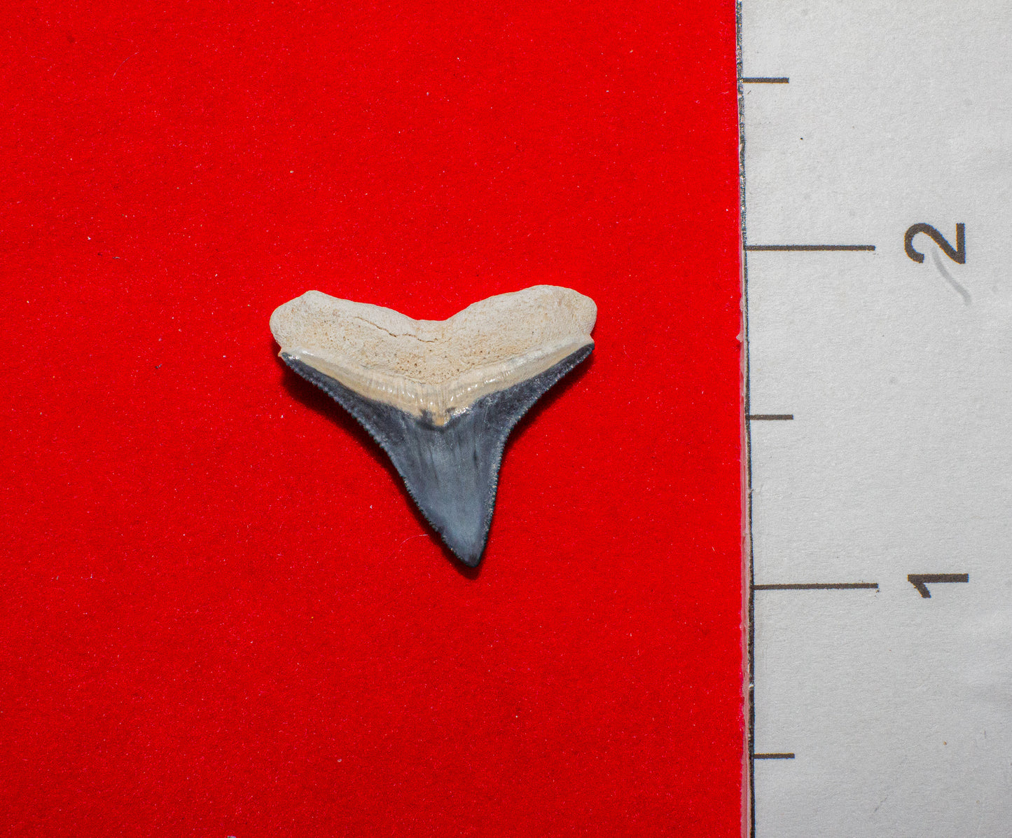 Bone Valley Florida Bull Shark - 0.9