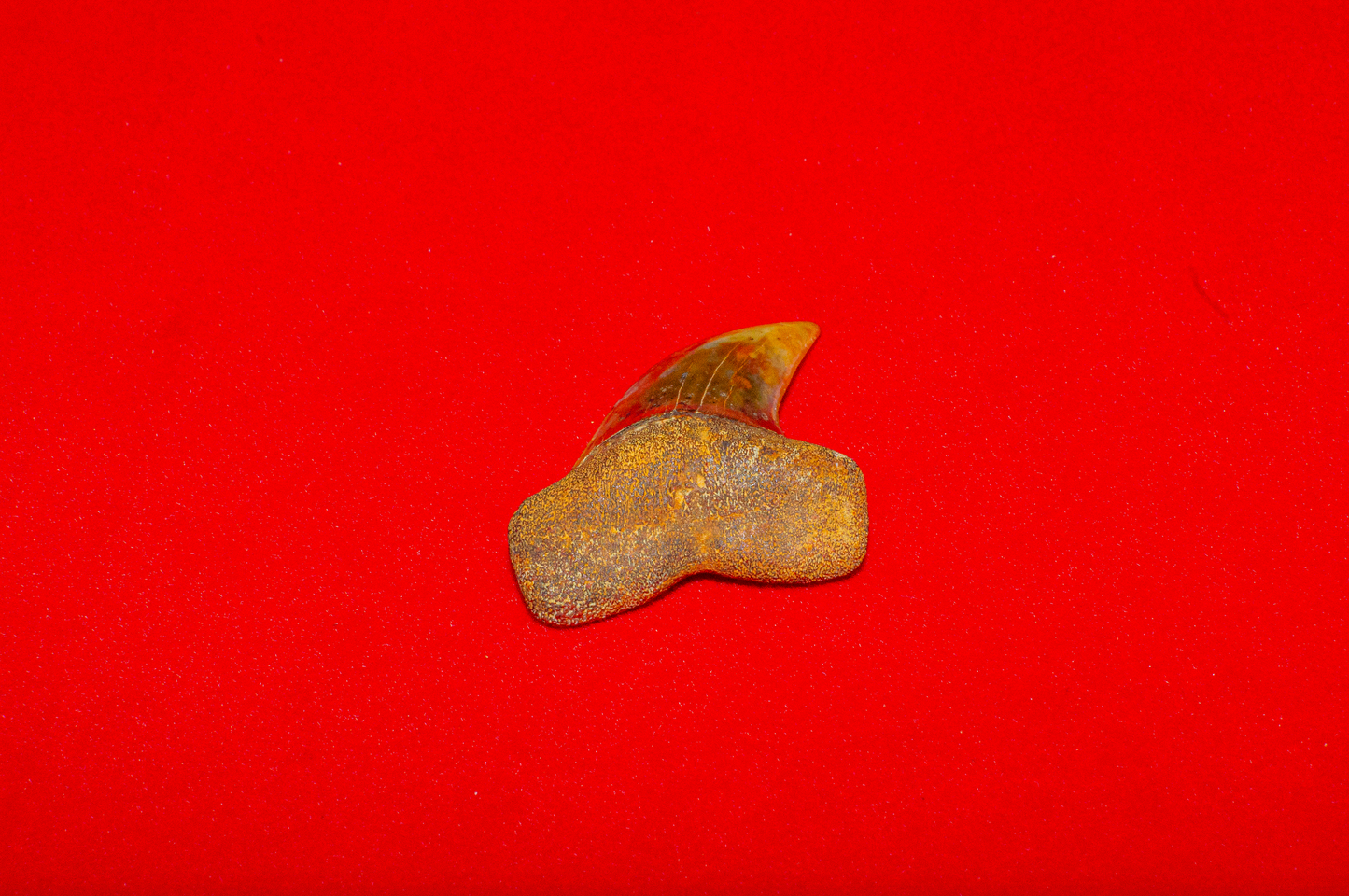 Bakersfield California Hastalis - 1.4 Inches