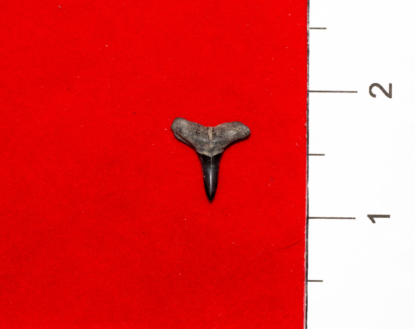 Peace River Florida Lemon Shark Tooth (Item #1)