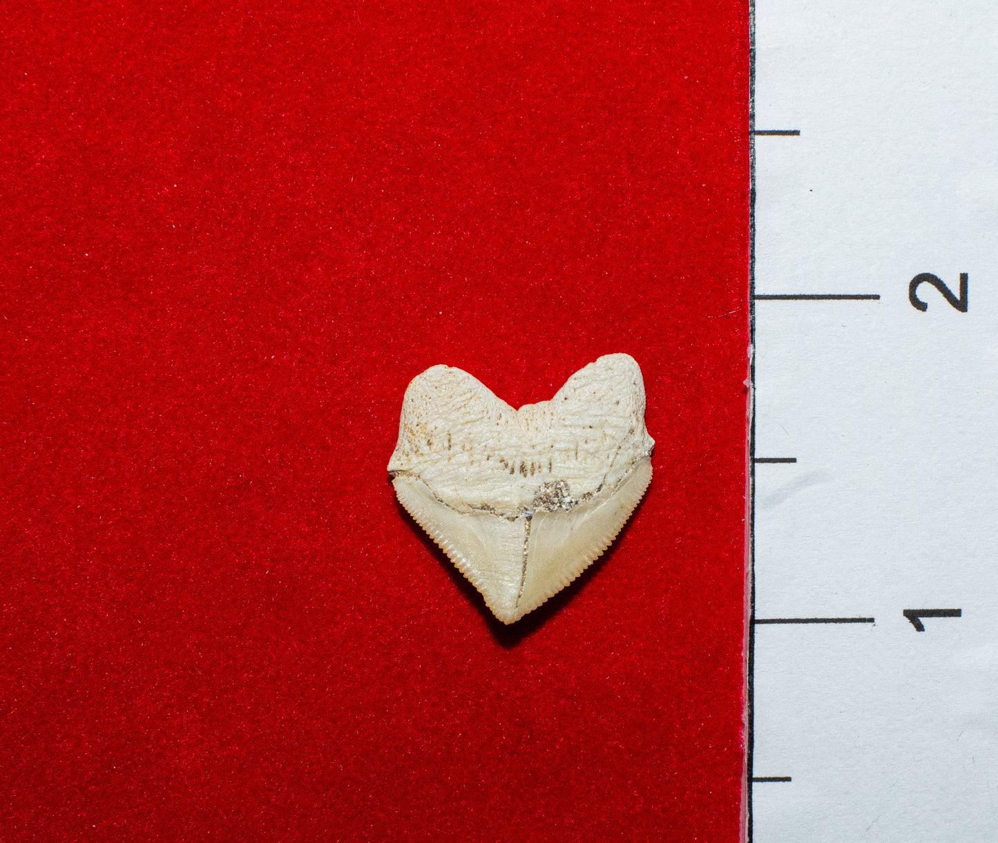 Moroccan Crow Shark Tooth (Item #14)