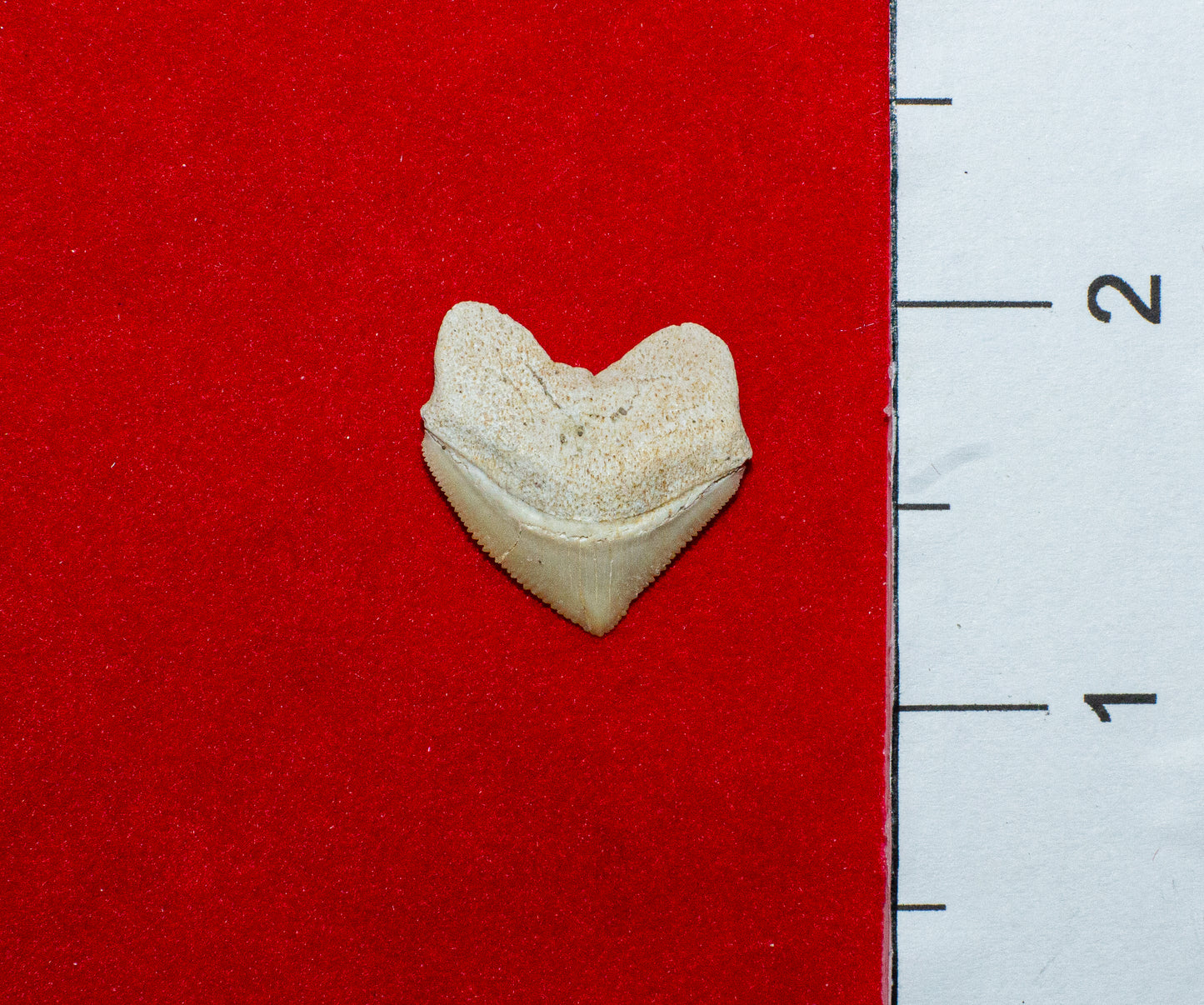 Moroccan Crow Shark Tooth (Item #14)