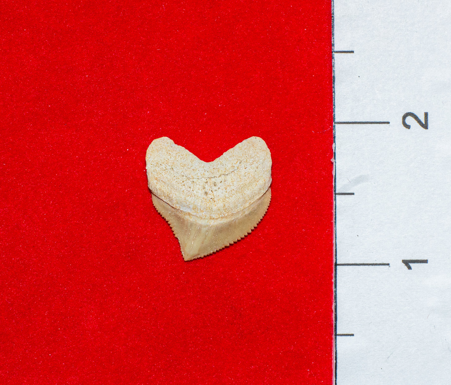 Moroccan Crow Shark Tooth (Item #15)