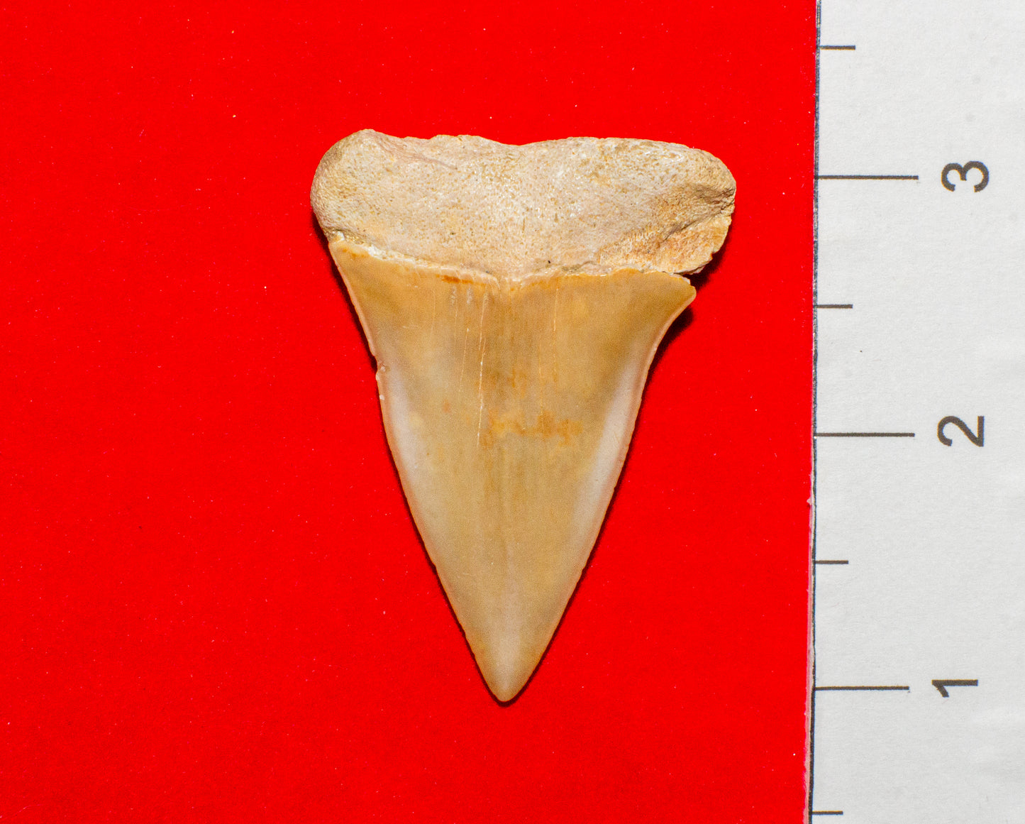 Large North Carolina Hastalis (Item #18)