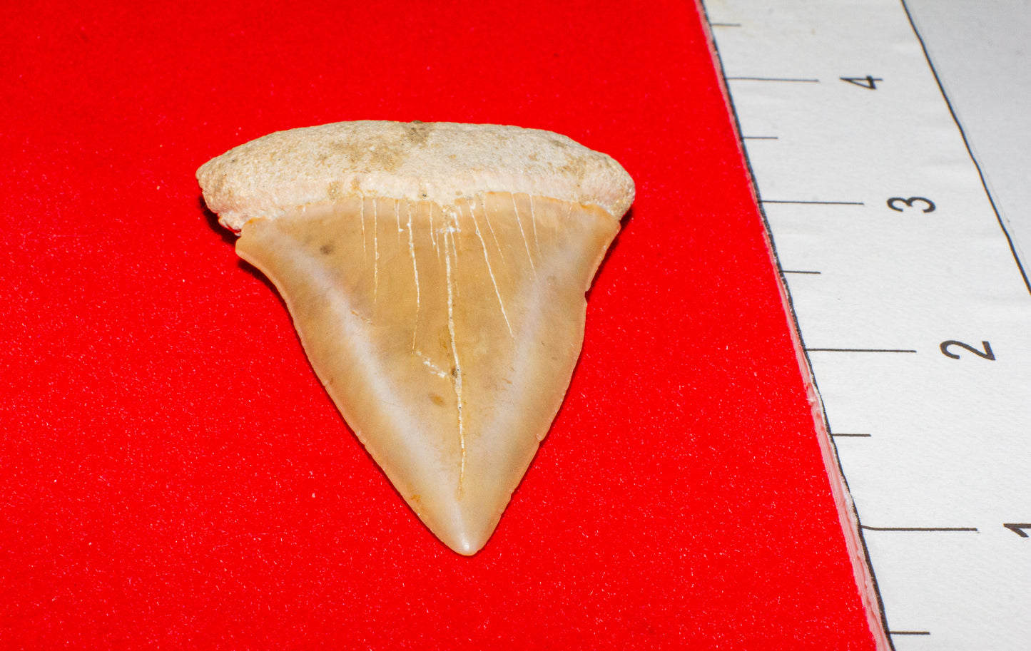 Large North Carolina Hastalis (Item #18)