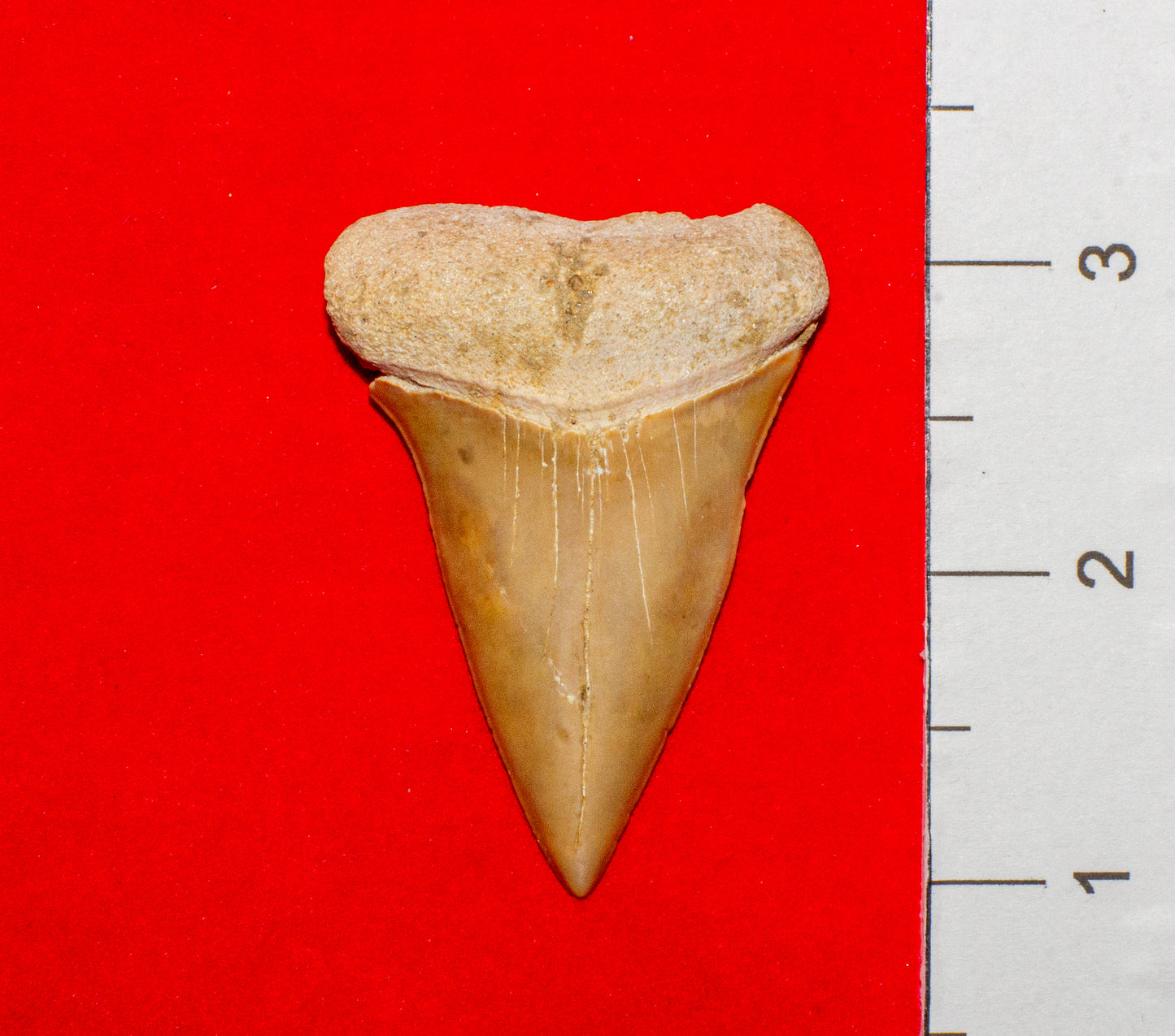 Large North Carolina Hastalis (Item #18)