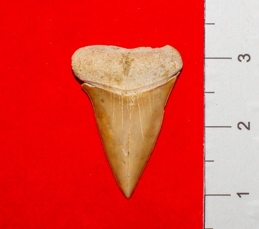 Large North Carolina Hastalis (Item #18)