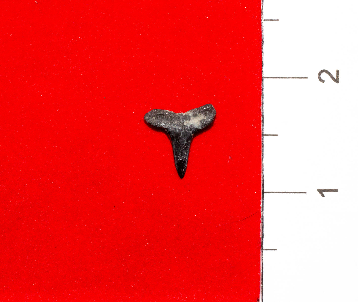 Peace River Florida Lemon Shark Tooth (Item #1)