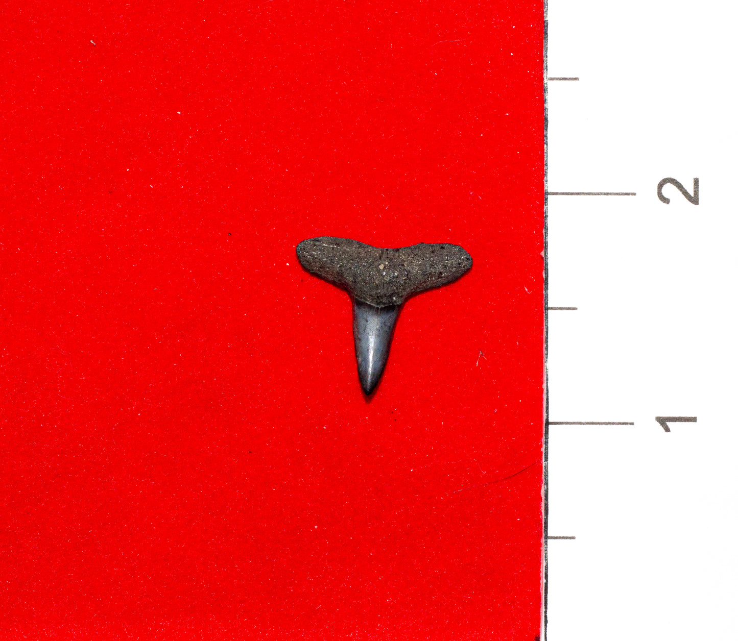 Peace River Florida Lemon Shark Tooth (Item #2)