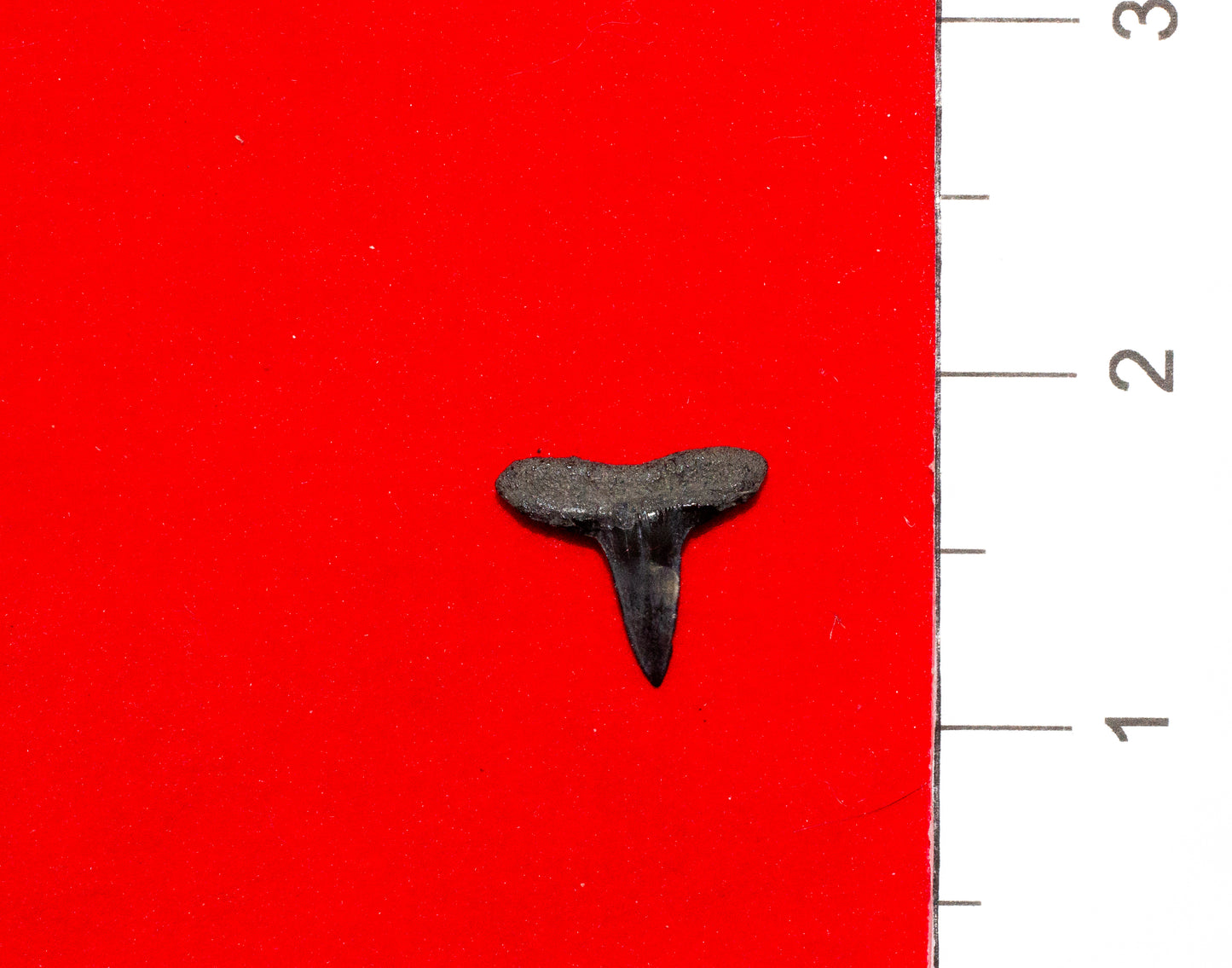 Peace River Florida Lemon Shark Tooth (Item #2)