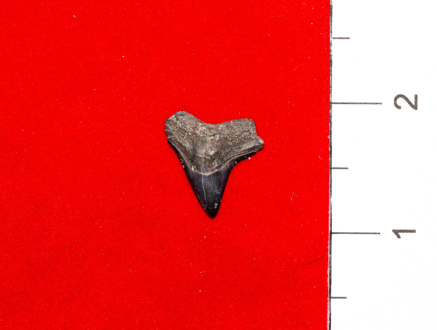 Peace River Florida Bull Shark Tooth (Item #3)