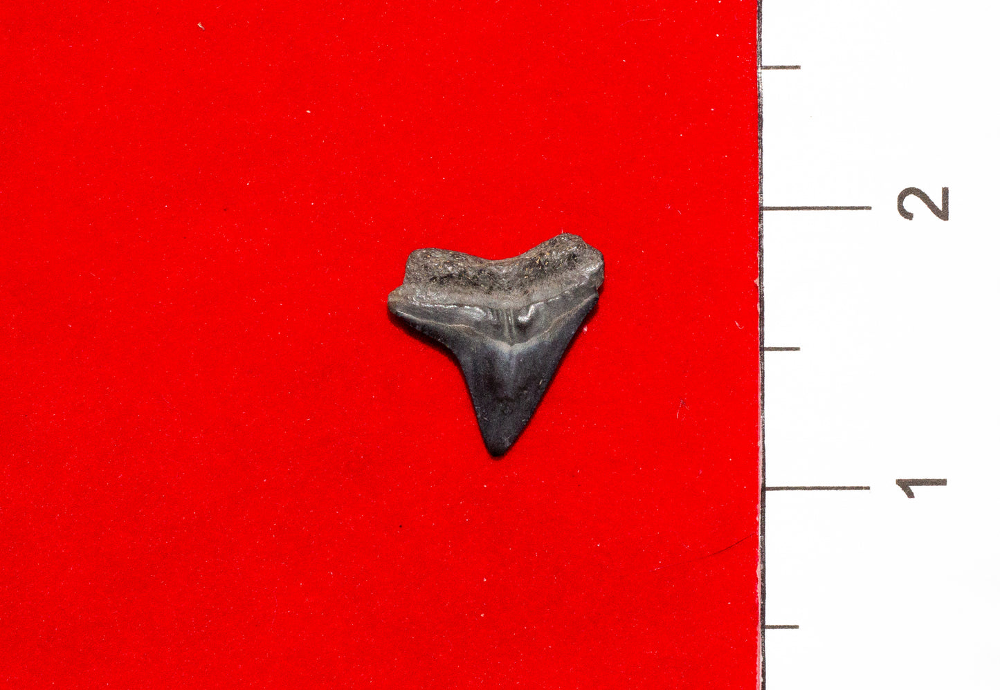 Peace River Florida Bull Shark Tooth (Item #3)