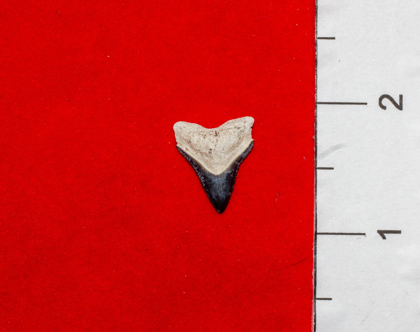 Bone Valley Florida Bull Shark Tooth (Item #4)