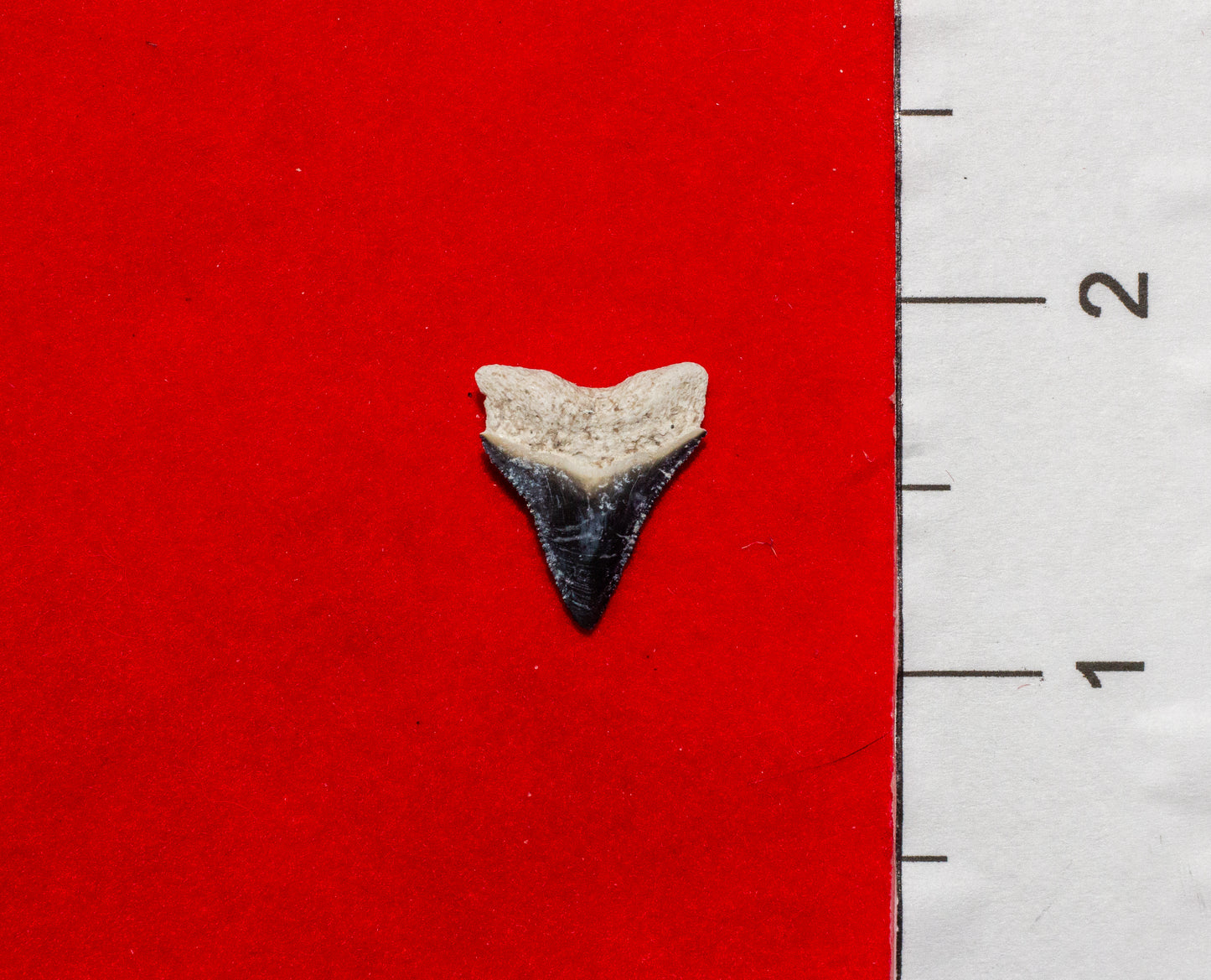 Bone Valley Florida Bull Shark Tooth (Item #4)