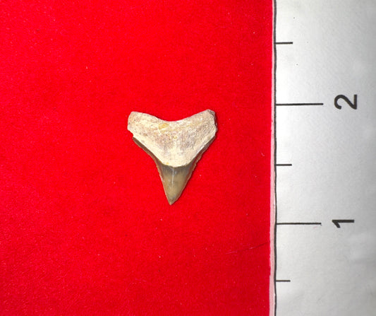 Bone Valley Florida Bull Shark Tooth (Item #5)