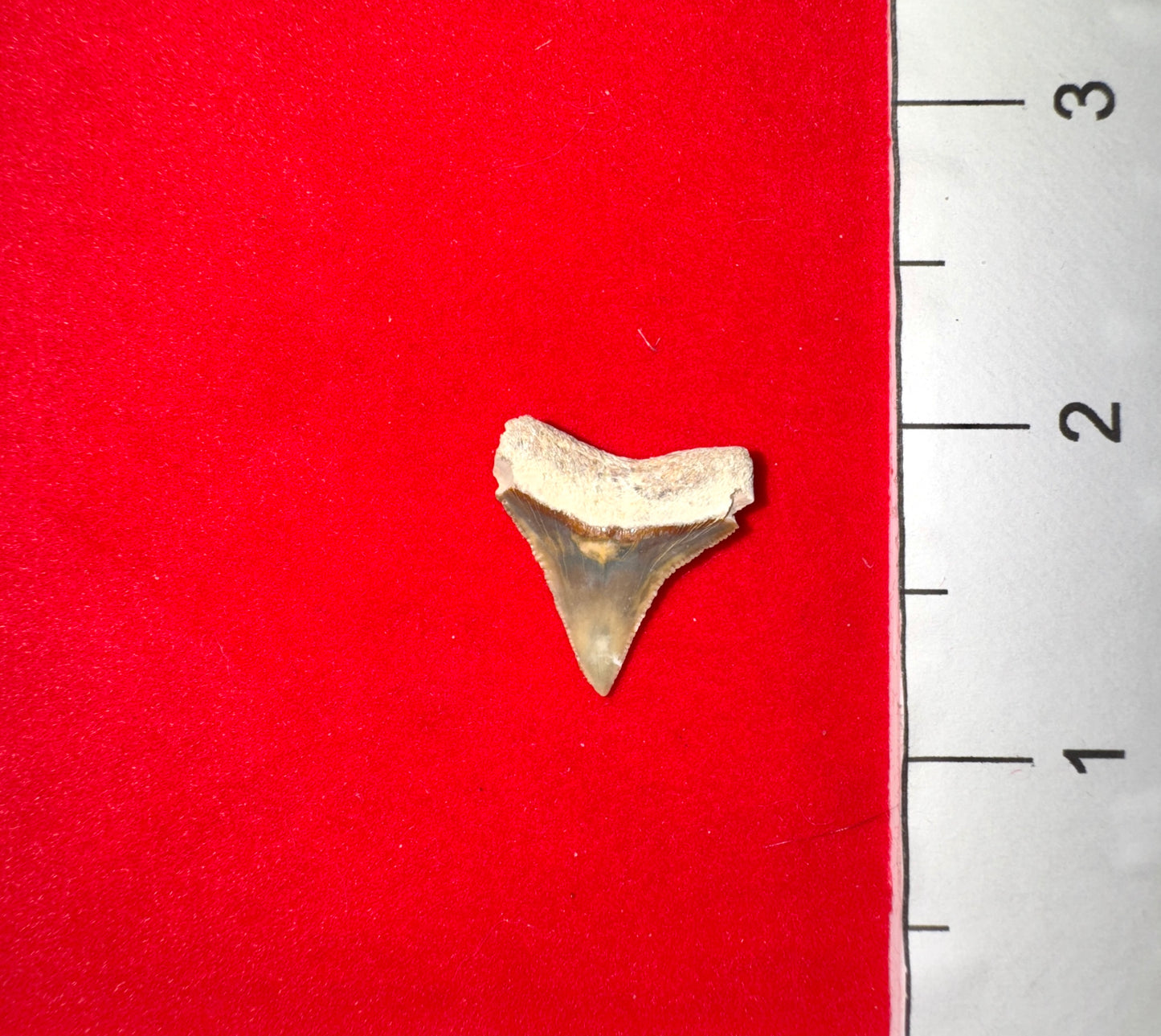 Bone Valley Florida Bull Shark Tooth (Item #5)