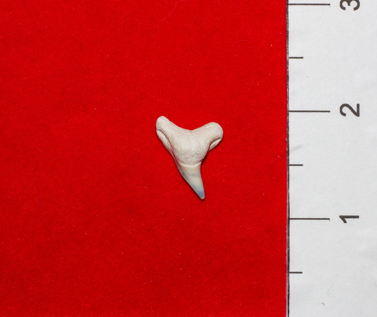 Bone Valley Florida Physogaleus Tooth (Item #6)