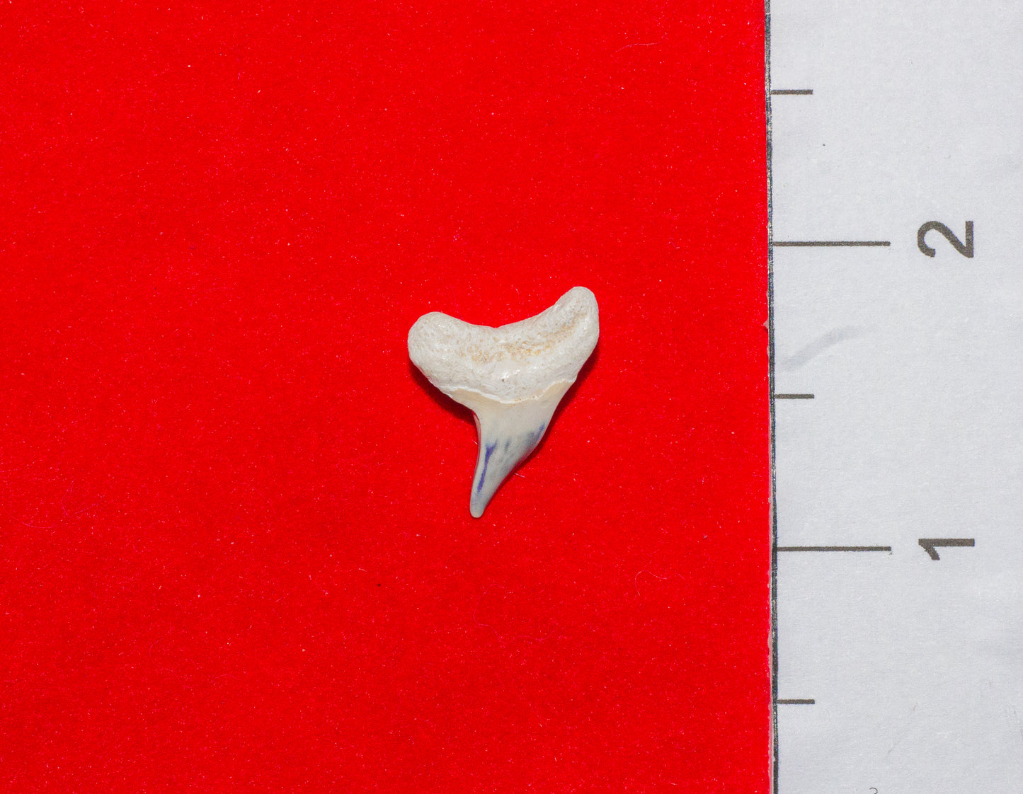 Bone Valley Florida Physogaleus Tooth (Item #6)