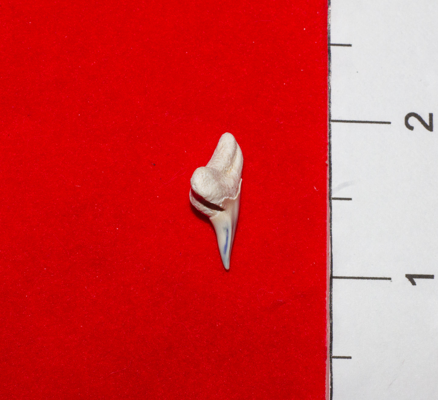 Bone Valley Florida Physogaleus Tooth (Item #6)