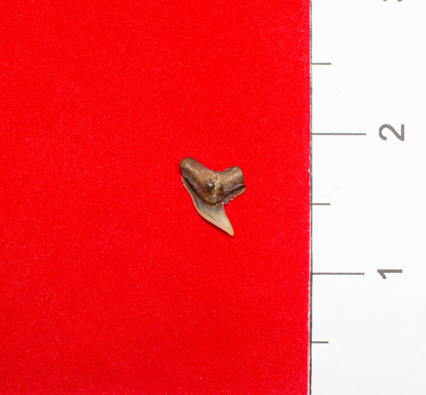 Bone Valley Florida Physogaleus Tooth (Item #11)