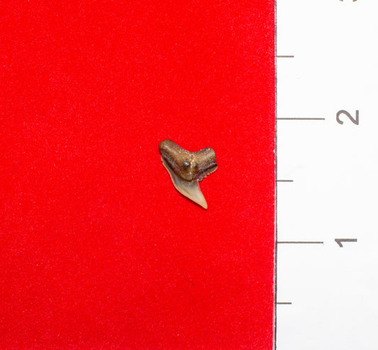 Bone Valley Florida Physogaleus Tooth (Item #11)