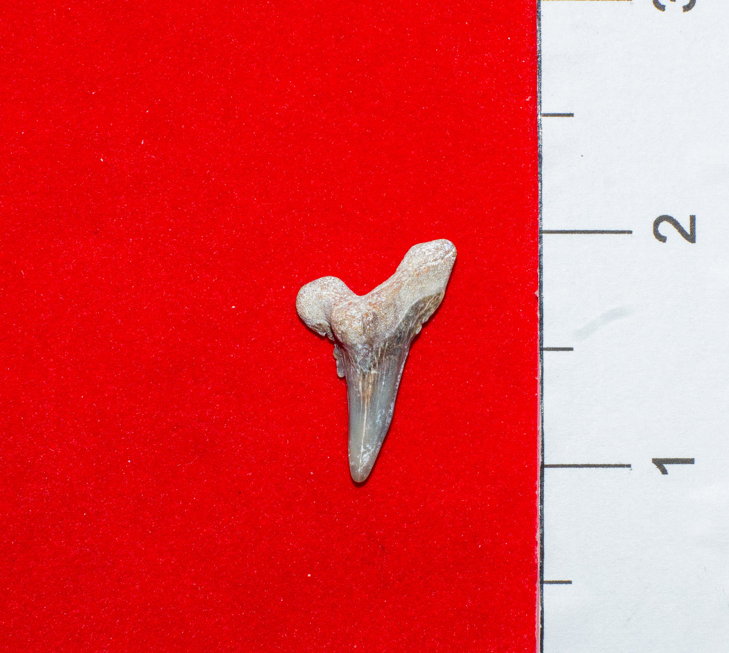 Bone Valley Florida Hemipristis Lower tooth (Item #10)