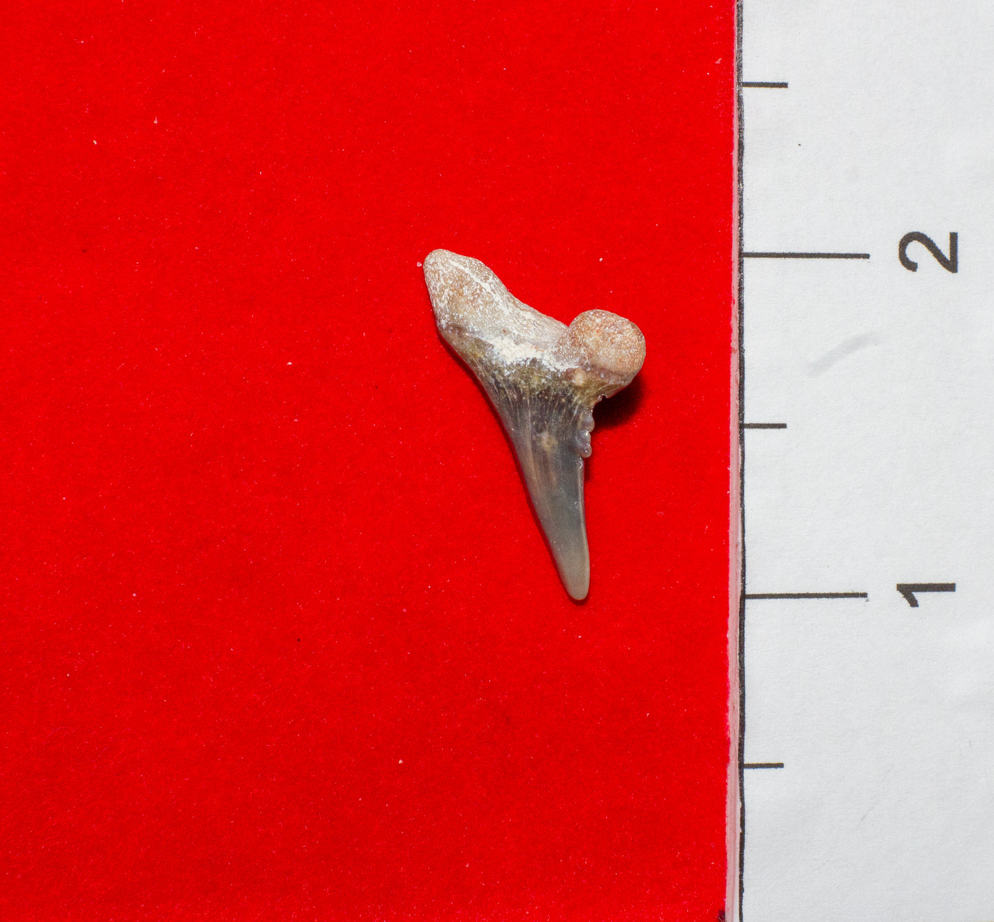 Bone Valley Florida Hemipristis Lower tooth (Item #10)