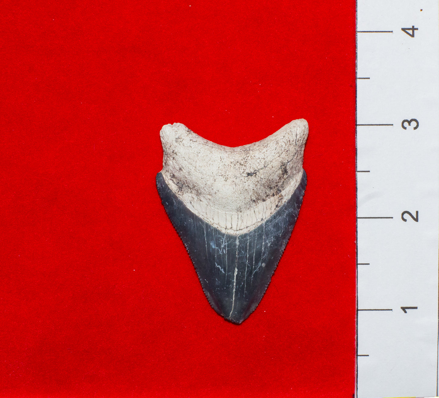 Bone Valley Megalodon Tooth (Item #7)