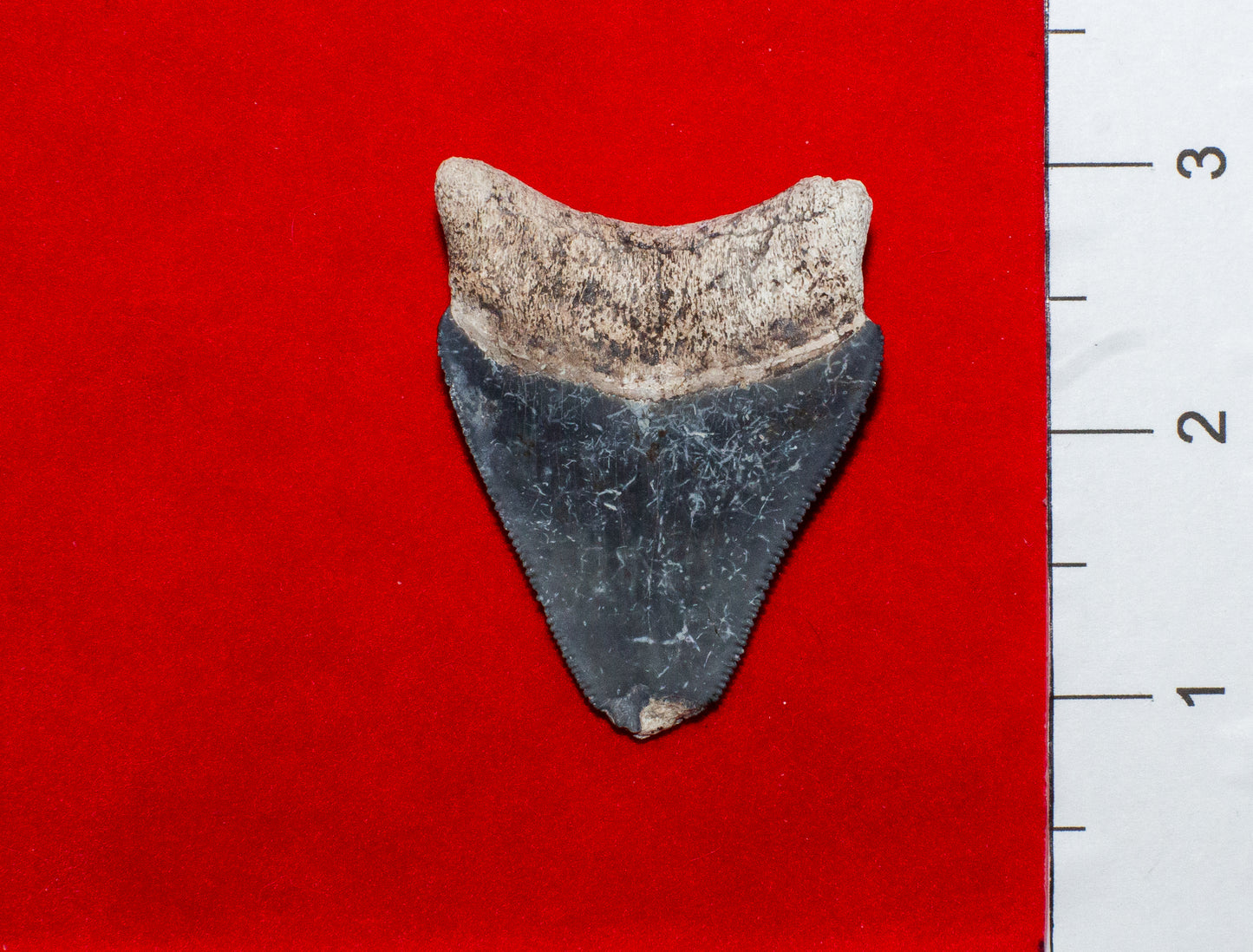 Bone Valley Megalodon Tooth (Item #7)