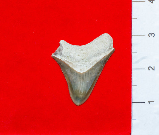 Bone Valley Megalodon Tooth (Item #8)