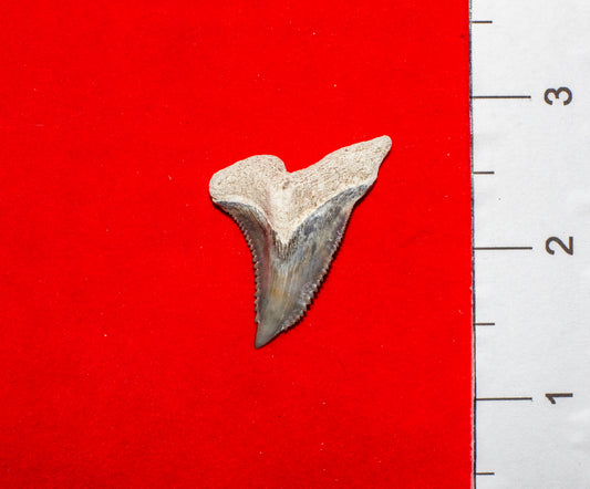 Bone Valley Florida Hemipristis Tooth (Item #9)