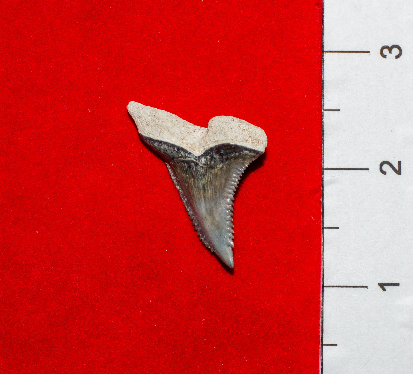 Bone Valley Florida Hemipristis Tooth (Item #9)