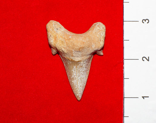 Moroccan Otodus Obliquus Tooth (Item #17)