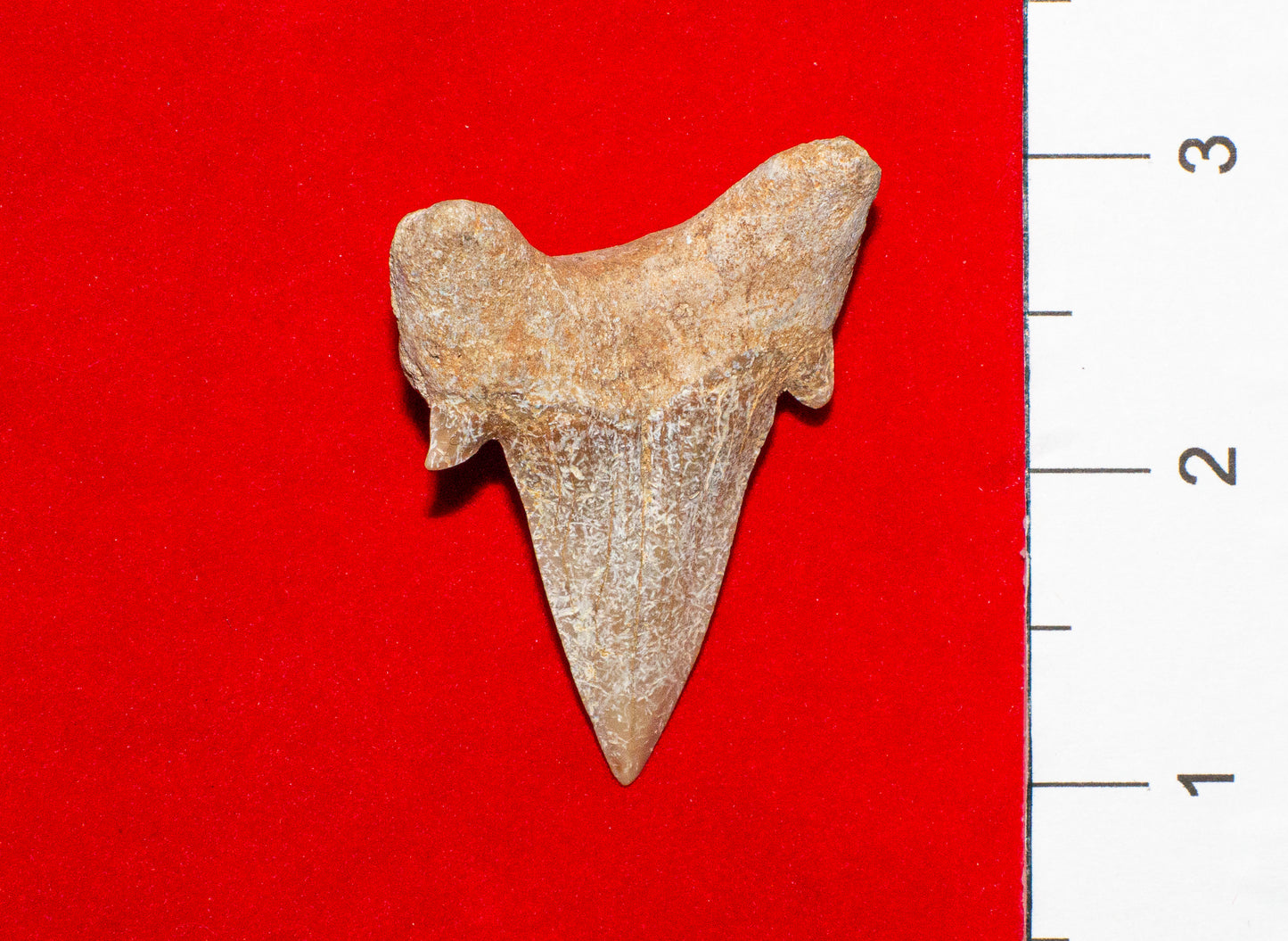 Moroccan Otodus Obliquus Tooth (Item #17)