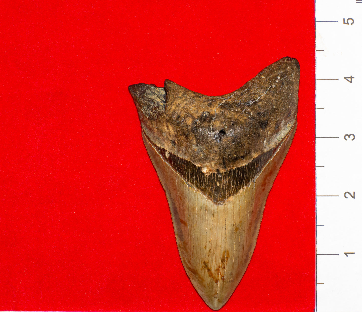 Large North Carolina Megalodon (Item #13)