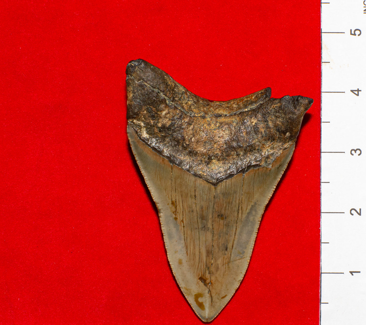 Large North Carolina Megalodon (Item #13)