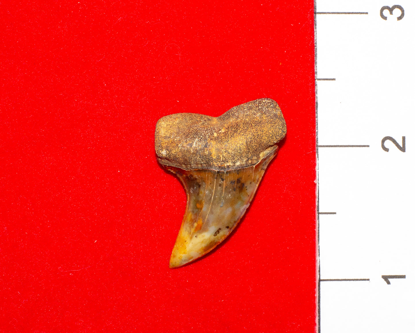 Bakersfield California Hastalis (Item #16)