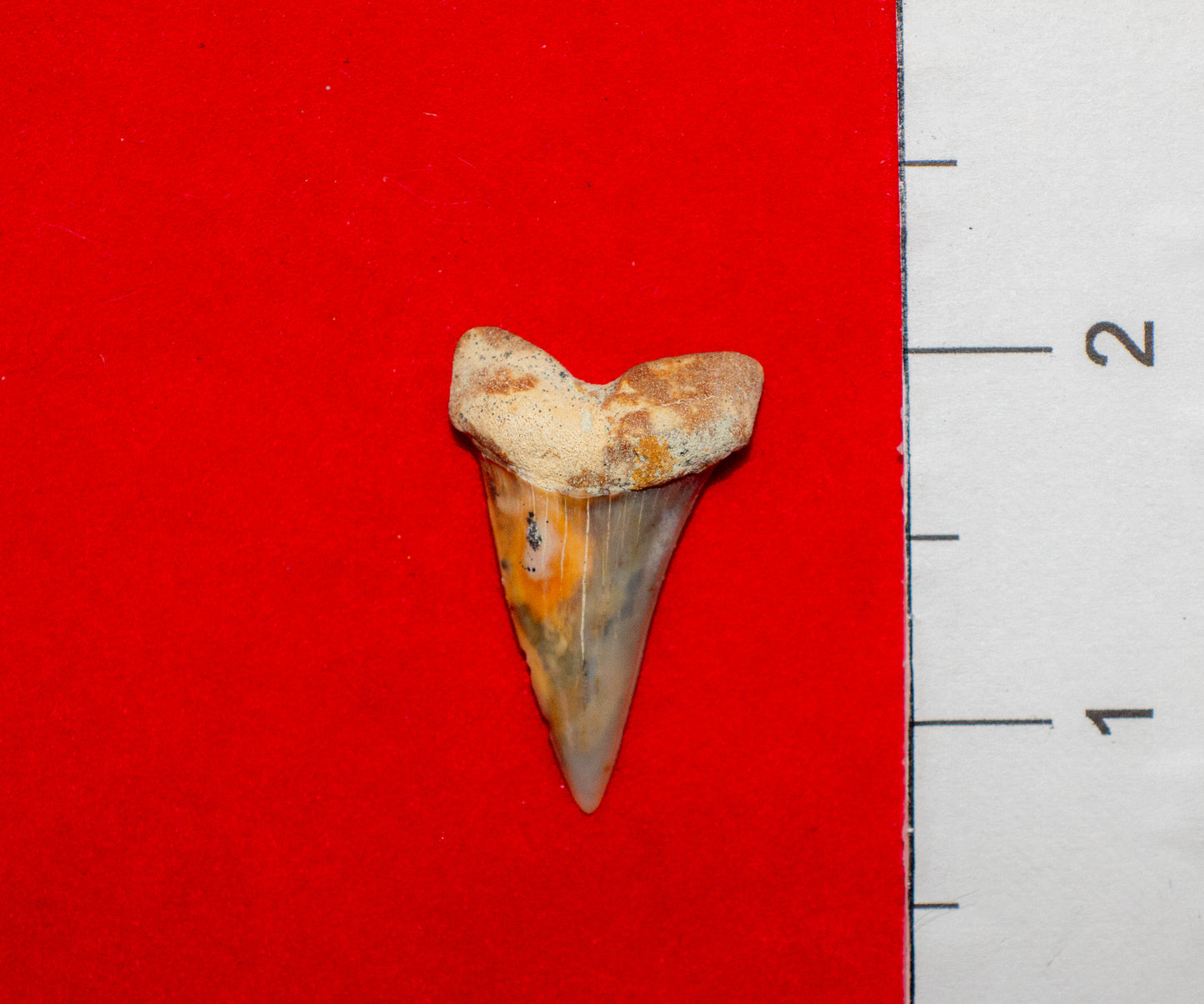 Bakersfield California Hastalis (Item #21)